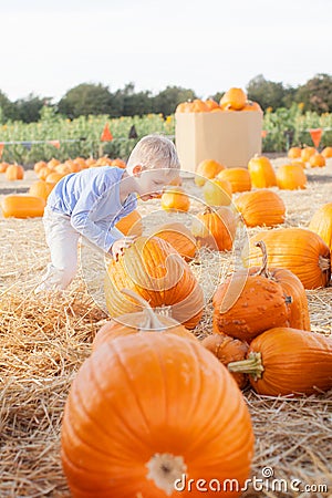 Child at pumpkin patch Stock Photo