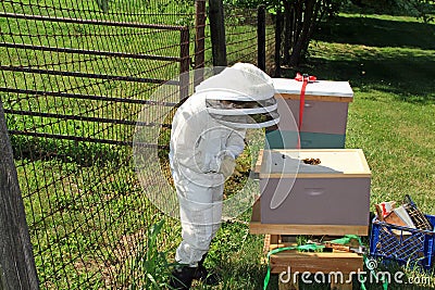 Child Removing the Inner Lid from a Beehive Stock Photo