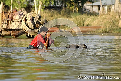 Child riding a water buffalo in Inle Lake Editorial Stock Photo