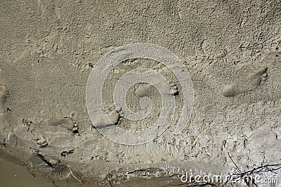 Child`s footprints in the mud Stock Photo