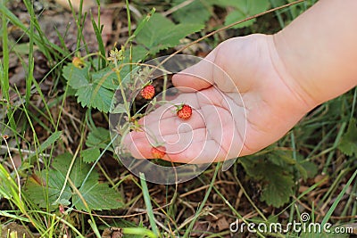 Child`s hand holding wild strawberries Stock Photo