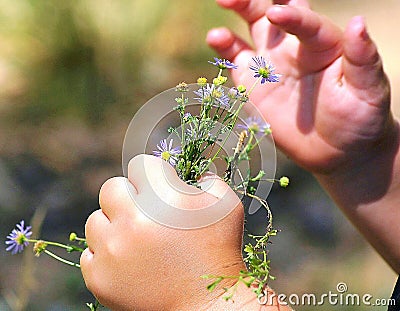 A Child`s Hand Stock Photo