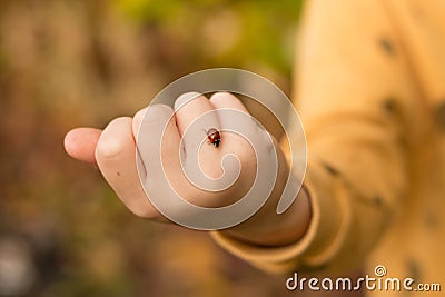 On the child`s handle creeps red, speckled in white, ladybug, wants to take off Stock Photo