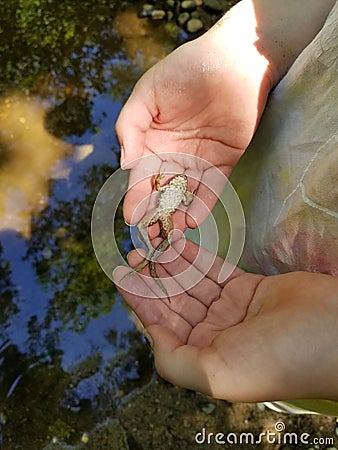 Child`s Hands Holding Hypnotized Frog Stock Photo