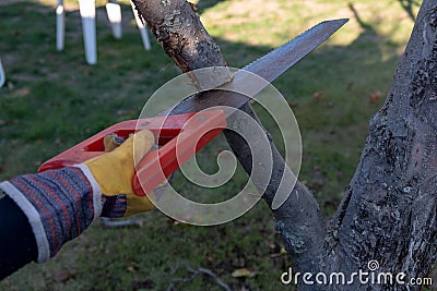 A child saws a branch in the garden with a garden saw Stock Photo