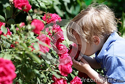Child smelling rose Stock Photo