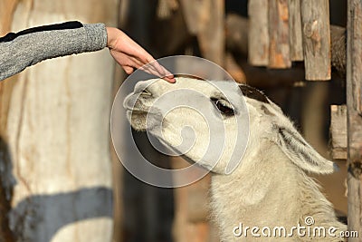 A child strokes a llama with a hand on the head, a person takes care of animals Stock Photo