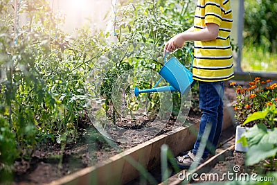 Child watering tomato seedling in the soil in greenhouse Stock Photo