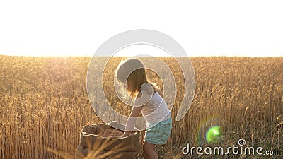 Child with wheat in hand. baby holds the grain on the palm. a small kid is playing grain in a sack in a wheat field Stock Photo