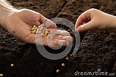 A child& x27;s hand and an adult& x27;s hand plant seeds. Growing vegetable seeds on seed soil in gardening metaphor Stock Photo