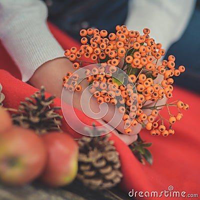 Child young girl pinky hands holding wild berries yellow and red fresh juicy apples on red plaid wrap close to strobiles in autumn Stock Photo