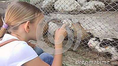 Child in Zoo Park, Girl Feeding Guinea Pigs, Kids Love Nursing Animals Pets Care Stock Photo