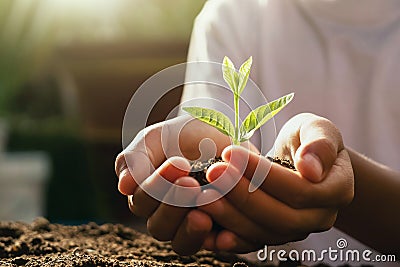 children caring young plant. hand holding small tree in morning light Stock Photo