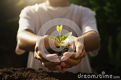 children caring young plant. hand holding small tree in morning light Stock Photo