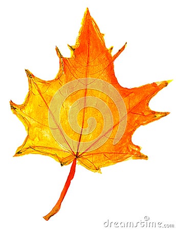 Children drawing - autumn yellow maple leaf Stock Photo