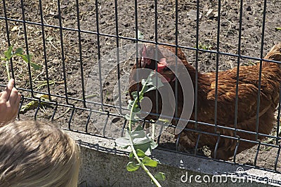 The children feed the chickens that are behind the wire mesh fence with the frava and leaves of Stock Photo