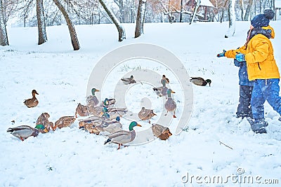 Children feed hungry ducks in winter. Stock Photo