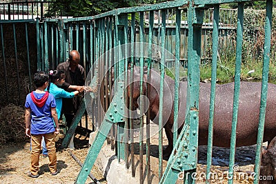 Children feeding hippopotamus Editorial Stock Photo