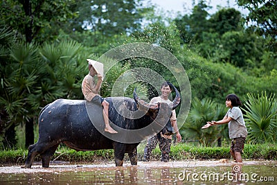 The children are funny with their father and buffalo. Stock Photo