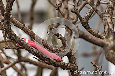 Children glove on the branches in winter Stock Photo