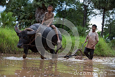 The children are hard work with their father and buffalo Stock Photo