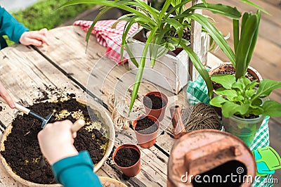 Children help to transplant plants into the ground, in pots. Gardening in the winter garden Stock Photo