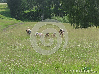 Children in the meadow Editorial Stock Photo