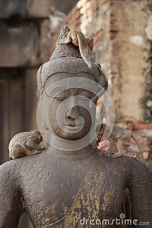 Children Monkey standing playing on ancient Buddha head statue, Candid animal wildlife picture waiting for food, group of mammal Stock Photo