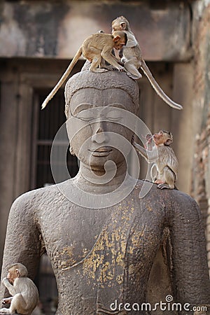 Children Monkey standing playing on ancient Buddha head statue, Candid animal wildlife picture waiting for food, group of mammal Stock Photo