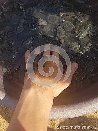 Children newly hatched turtle in the hands of man in Bentota, Sri Lanka Stock Photo