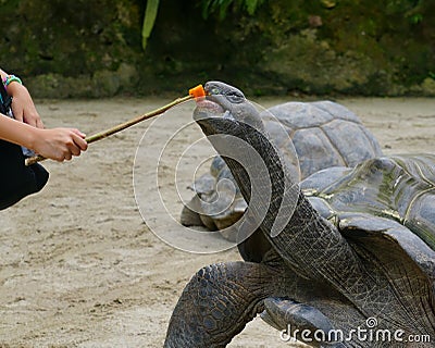 Children playing with turtle at the zoo Stock Photo