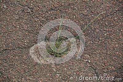 children's footprint in the asphalt Stock Photo