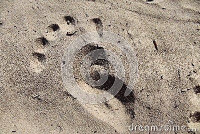 Children`s footprint in the sand Stock Photo