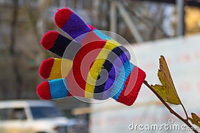 Children`s glove on a tree branch. Stock Photo