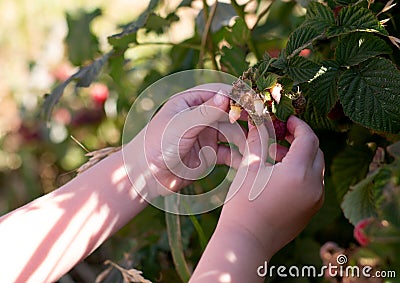 Children`s hands tearing raspberries from the bush Stock Photo