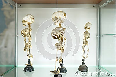 Children`s human medical skeleton on white background . Medical clinic concept. science museum Editorial Stock Photo