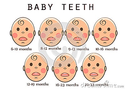 Children`s teeth. The order of teeth growth in a child by months Vector Illustration