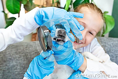 Children in blue medical gloves examine a teeth of the dog Jack Russell under a magnifying glass. Veterinary clinic Stock Photo