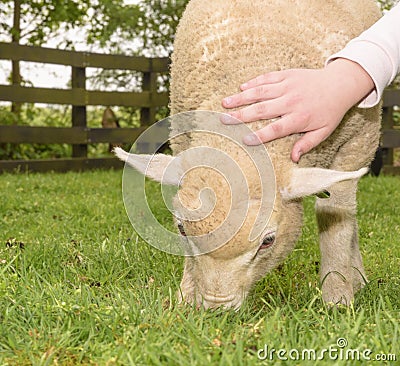 Childrens hand petting a lamb on a Sheep Farm Stock Photo