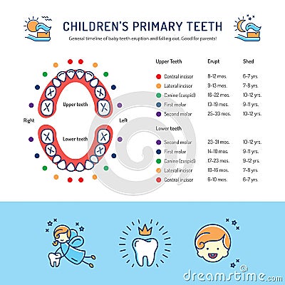 Childrens Primary Teeth, Schedule of Baby Teeth Eruption. Childrens dentistry infographics Vector Illustration