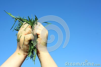 Childs Hand Holding Grass Clippings Stock Photo