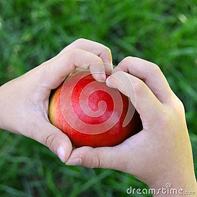 Childs hands with big freshly harvested apple. Organic, bio russian seasonal fruit. Top view. Stock Photo