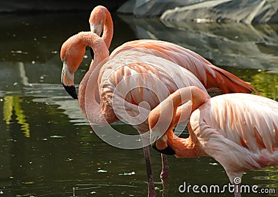 Chile flamingos Stock Photo