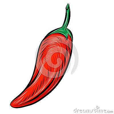 Chile pepper hand drawn. illustrator Vector Illustration