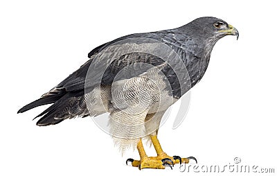 Chilean blue eagle - Geranoaetus melanoleucus Stock Photo