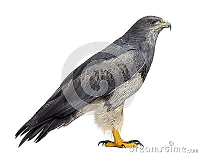 Chilean blue eagle - Geranoaetus melanoleucus Stock Photo