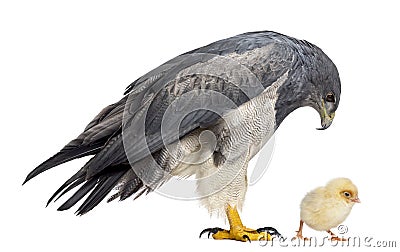 Chilean blue eagle - Geranoaetus melanoleucus Stock Photo