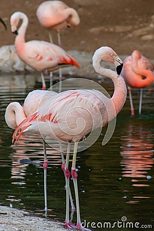 A Chilean flamingo Phoenicopterus chilensis walks through a pond of water. Native to South America in Chili, Brazil, Argentina, Stock Photo