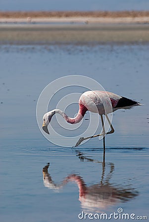 Chilean Flamingo in Salar de Atacama Stock Photo