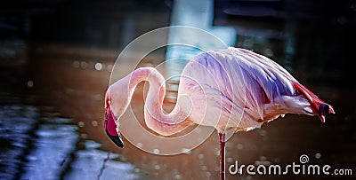 Chilean Flamingo is standing in the water and fishing in water. Resting. background is pure blue water Stock Photo